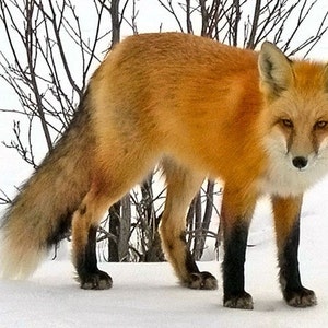 Carte postale : Renard roux