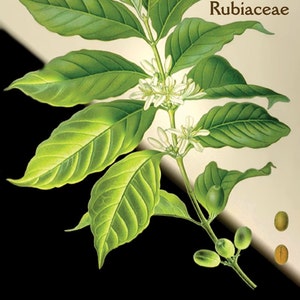 Postal: Coffea arábica L.