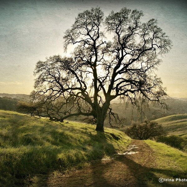 Lone Tree. 8x10 inches Fine Art Photograph. SALE AND  FREE SHIPPING
