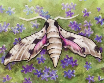 Sphinx Moth - 6x6 Original Framed Watercolor of moth and phlox flowers