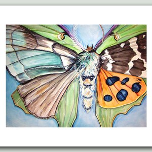 Puede incluir: Una pintura a la acuarela de una polilla con alas detalladas. Las alas presentan una mezcla de colores, incluyendo verde, marrón, naranja y azul. El cuerpo de la polilla es una mezcla de blanco y verde, con antenas que se extienden hacia arriba.