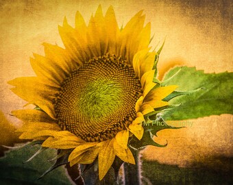 Sunflower - Kansas - Kansas State Flower - State Flower - Sun - Flower - Yellow Sunflower - Fine Art Photography