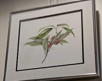 Original - Star Anise, Botanical Illustration, Framed Original Colored Pencil Drawing