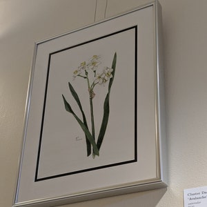 Original Framed Watercolor Painting of Cluster Daffodils, Botanical Illustration