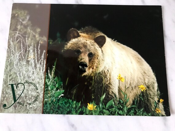 Bär Ansichtskarte grizzly bear Grizzly 