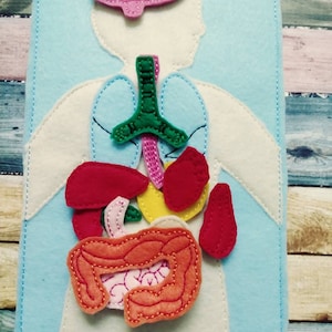 Felt Anatomy Board: Human Body Organ Learning Set