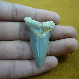 1-15/16&quot; Angustidens SHARK TOOTH Choose to be wired in Gold or Silver pendant necklace jewelry gold wired SR237-18