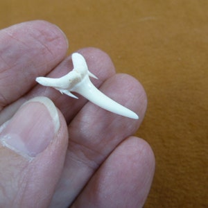 1-1/8 inch White Smalltooth Sand Tiger shark tooth made to order pendant Choose Gold or Silver wired S1969-102