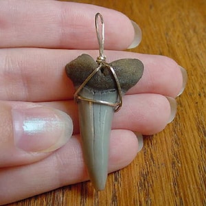 1-1/2 inch Fossil MAKO Shark Tooth Teeth gold wired pendant necklace JEWELRY S688-U