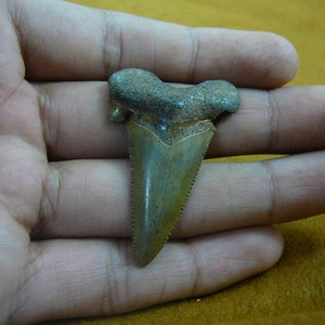 1-7/8&quot; Auriculatus SHARK TOOTH Choose to be wired in Gold or Silver pendant necklace jewelry gold wired SR236-15