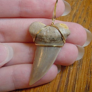 1-1/4 inch Rare Bakersfield California Fossil MAKO Shark Tooth Teeth pendant necklace JEWELRY gold wired SB601