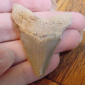 1-3/4&quot; Angustidens SHARK TOOTH Choose to be wired in Gold or Silver pendant necklace jewelry SR229-E