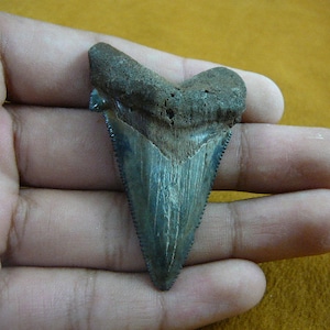 2-3/8&quot; Auriculatus SHARK TOOTH Choose to be wired in Gold or Silver pendant necklace jewelry wired SR256-15