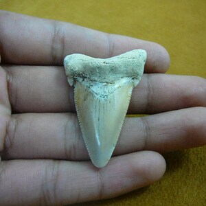 1-15/16&quot; Auriculatus SHARK TOOTH Choose to be wired in Gold or Silver pendant necklace jewelry gold wired SR237-13