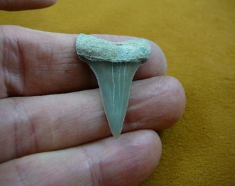 Halskette mit Anhänger aus fossilen Makohai-Zähnen (3,5 cm), wahlweise mit Gold- oder Silberdraht, S687-11
