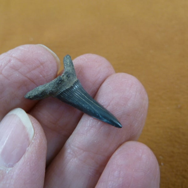 Goblin Shark Teeth - Etsy
