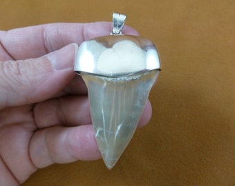 2-1/8 inch Fossil Mako shark tooth teeth sterling SILVER Cap capped pendant necklace S629-2