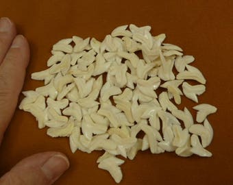 1/2 to 11/16" inch Modern white Tiger shark teeth sharks tooth 300+ making pendants jewelry crafts craft supplies SW-1-N-2