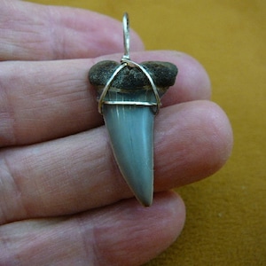 1-1/4 inch Fossil Mako Shark Tooth Teeth Silver tone wired as a pendant necklace JEWELRY Nice S684-31