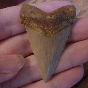 2-1/8&quot; Auriculatus SHARK TOOTH Choose to be wired in Gold or Silver pendant necklace jewelry gold wired SR247-h