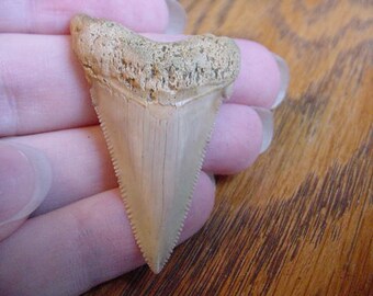 1-3/4" Auriculatus SHARK TOOTH wählen, um in Gold oder Silber Anhänger Halskette Schmuck SR230-B verdrahtet werden