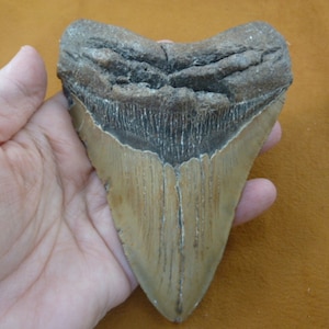 large 5-11/16 inch Fossil MEGALODON Shark Tooth love megalodons big sharks S280-284