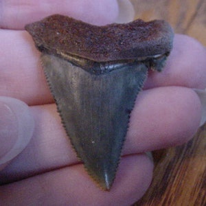 1-1/2&quot; Auriculatus SHARK TOOTH Choose to be wired in Gold or Silver pendant necklace jewelry gold wired SR217-m