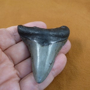big 2-15/16&quot; inch Fossil MEGALODON Shark Tooth Teeth for JEWELRY craft Nice collectors specimen S271-3