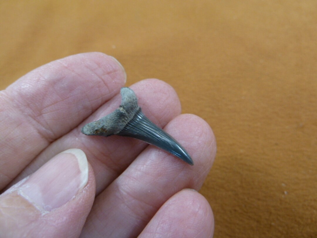 1 Inch Fossil Goblin Shark Tooth Teeth for JEWELRY Made to Order Craft