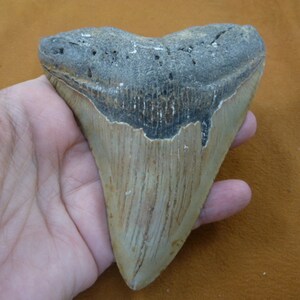 large 5-1/4 inch Fossil MEGALODON Shark Tooth love megalodons big sharks S280-278