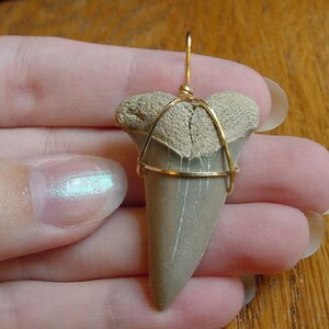 1-5/8 inch Fossil MAKO Shark Tooth Teeth gold wired pendant necklace JEWELRY S690-C