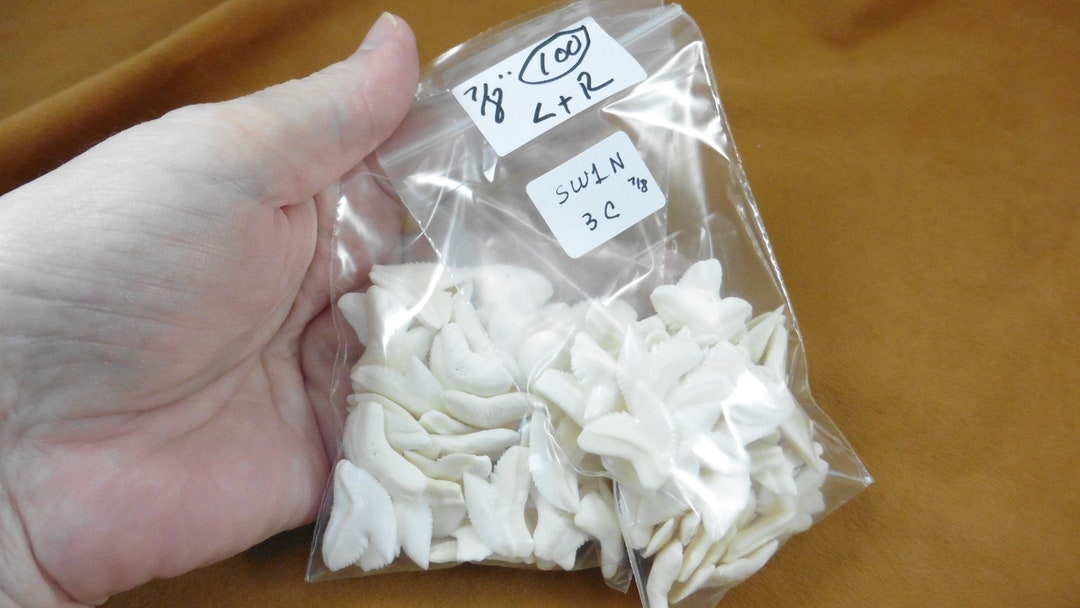 7/8 Inch Modern White Tiger Shark Teeth Sharks Tooth 100 Making