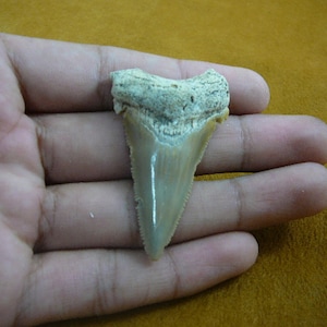 2-1/8&quot; Auriculatus SHARK TOOTH Choose to be wired in Gold or Silver pendant necklace jewelry gold wired SR247-19