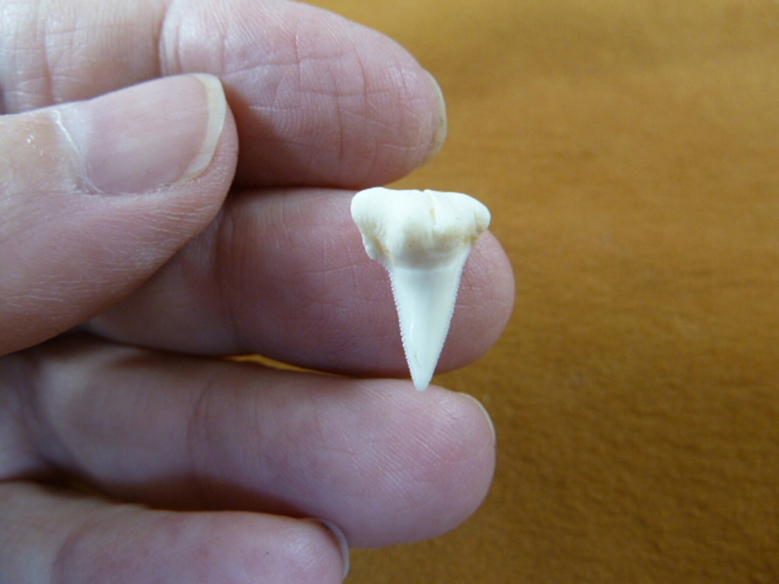5/8 inch Hammerhead shark tooth teeth Choose Gold or Silver Etsy