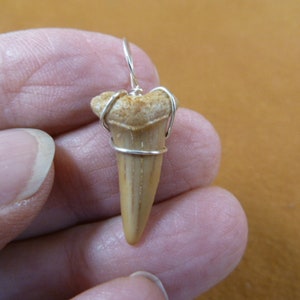 7/8 inch Fossil MAKO Shark Tooth Teeth pendant necklace JEWELRY silver craft wired S680-1