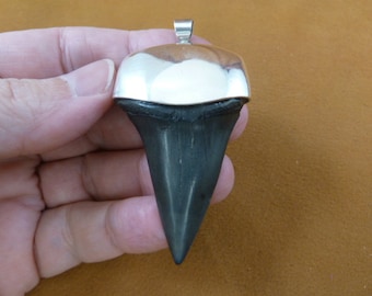 2-3/16 inch Fossil Mako shark tooth teeth sterling SILVER Cap capped pendant necklace S628-51