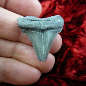 1-1/2 inch Fossil MEGALODON Shark Tooth Teeth for JEWELRY craft Nice specimen S222-7