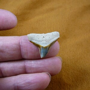May include: A fossilized shark tooth with a light brown and gray color. The tooth is triangular in shape with a pointed tip and serrated edges.