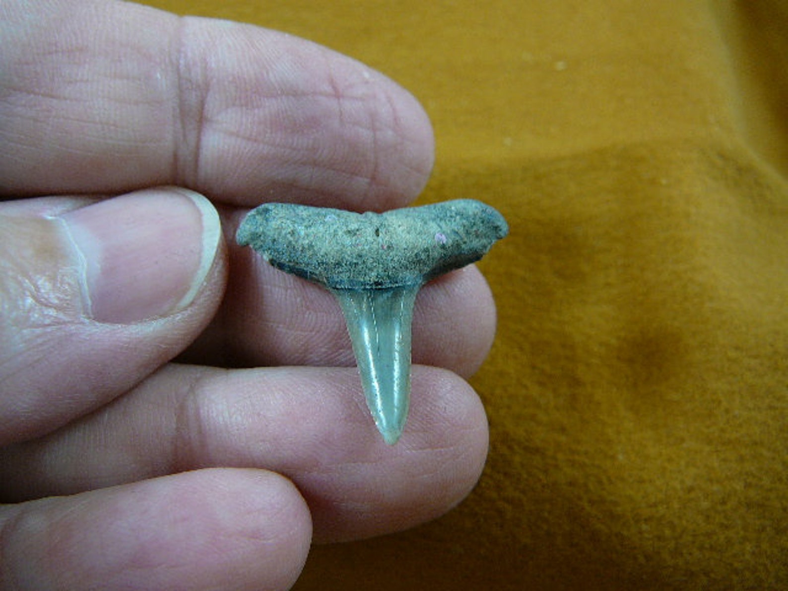 7/8 inch Fossil Lemon Shark Tooth Teeth Pick to be gold or | Etsy