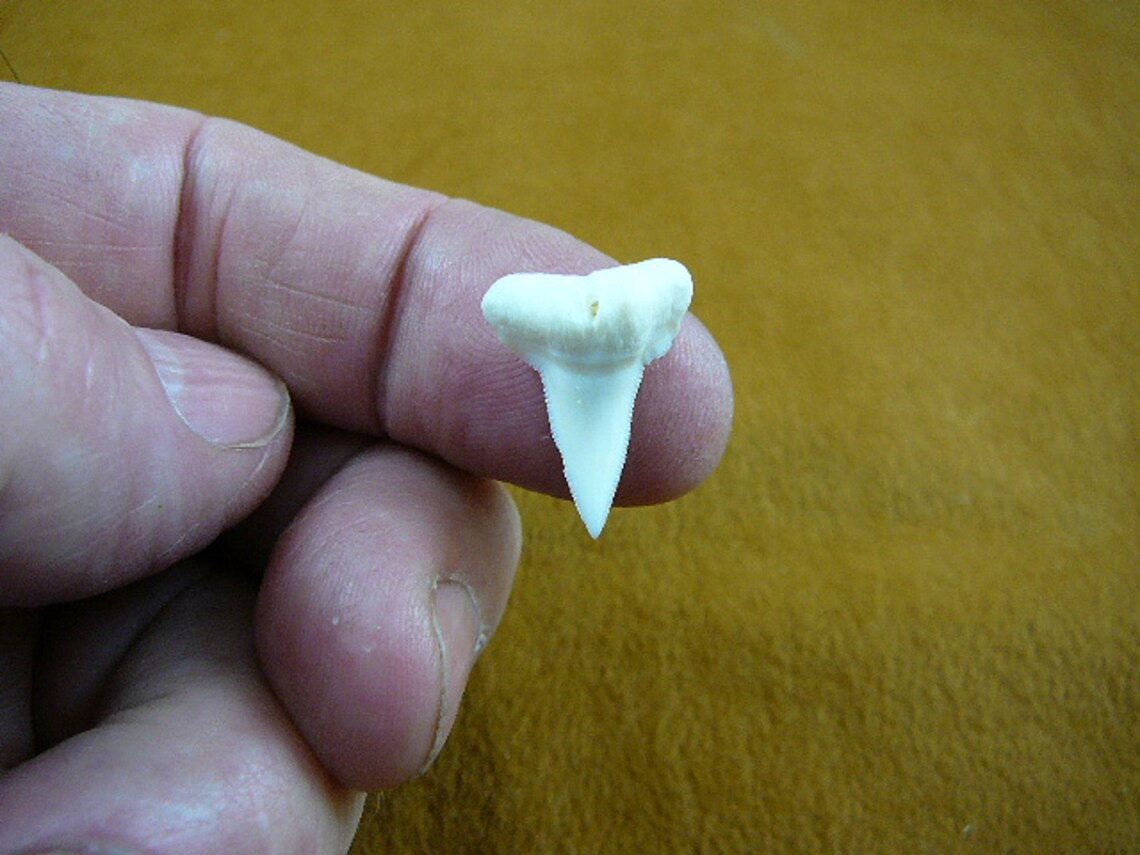 13/16 inch Hammerhead shark tooth teeth Choose Gold or Silver Etsy