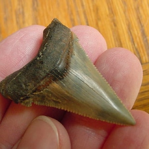 1-5/8&quot; inch Fossil Auriculatus Father of Megalodon Shark Tooth Teeth for JEWELRY craft Nice specimen S1020