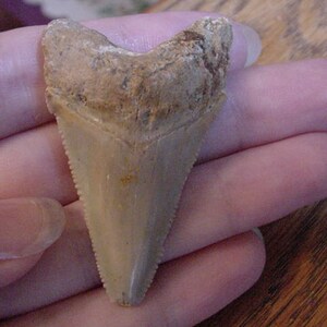 2-1/4&quot; Auriculatus SHARK TOOTH Choose to be wired in Gold or Silver pendant necklace jewelry gold wired SR251-F