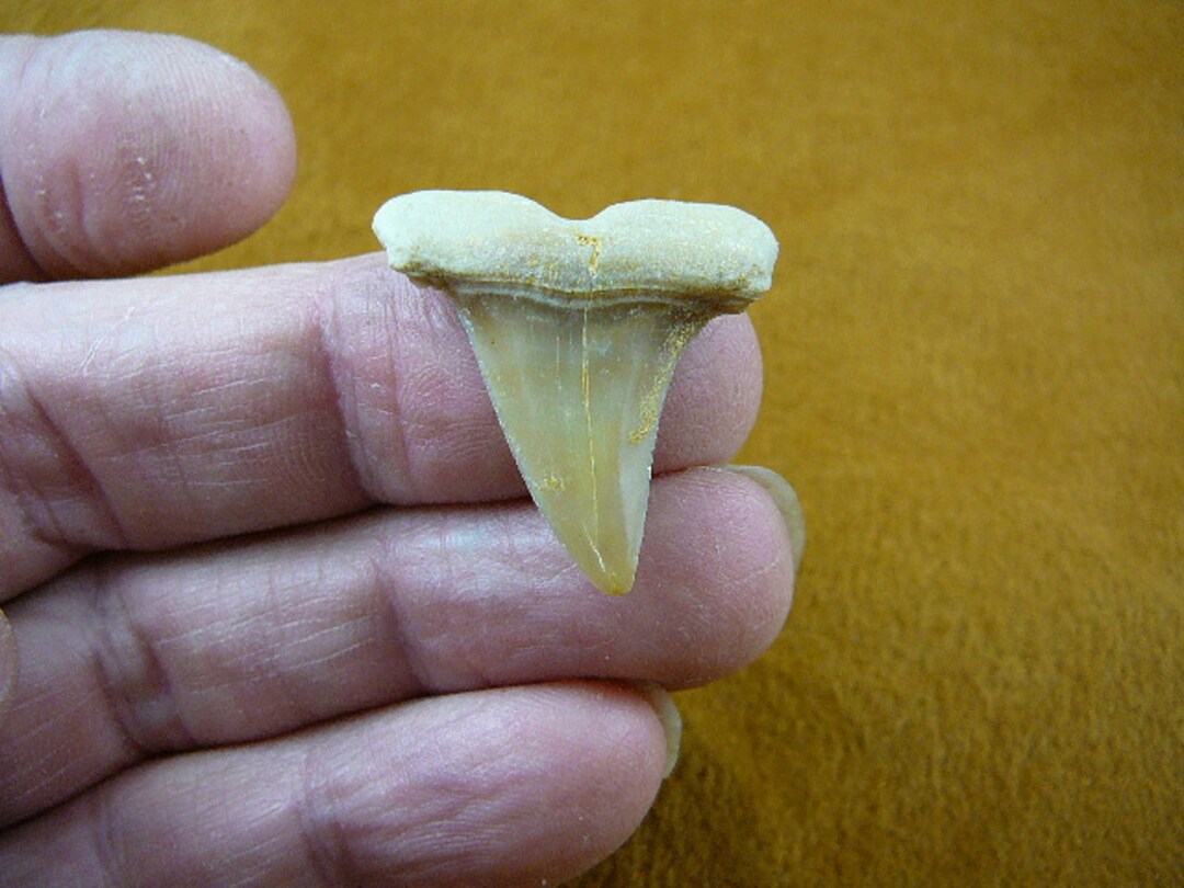 1-1/4 Inch Togo Fossil Extinct Early Mako Shark Tooth Pendant Necklace ...