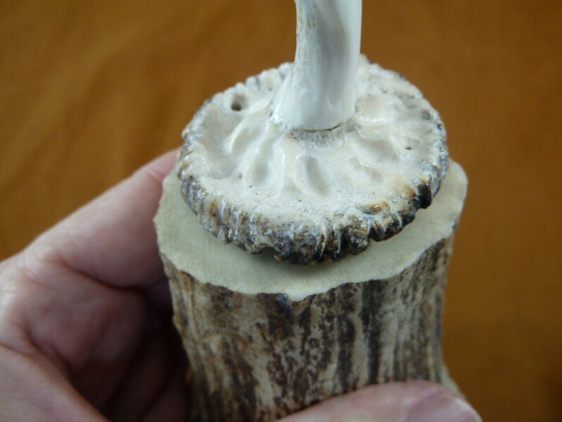 white Bald Eagle flying of shed ANTLER figurine on wood base Bali detailed carving of shed Moose antler display I love eagles Eagle-19