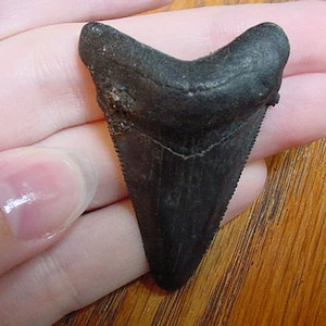 1-3/4&quot; Auriculatus SHARK TOOTH Choose to be wired in Gold or Silver pendant necklace jewelry SR230-A