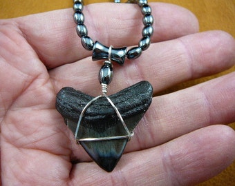 1-3/8" Fossil Megalodon Shark button Tooth 20 inch long black hematite bead beaded necklace JEWELRY silver wired S217-6