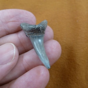 1-3/8 inch Fossil Sand Tiger Shark Tooth Teeth pendant necklace JEWELRY You Pick to be gold tone or silver wired I love sharks S347-52
