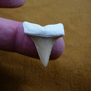 May include: A white fossilized shark tooth with a pointed tip and serrated edges.