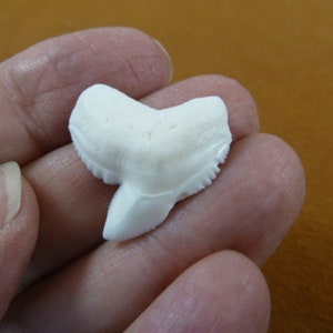 May include: White fossilized shark tooth with a serrated edge. The tooth is in the shape of a triangle with a pointed tip.