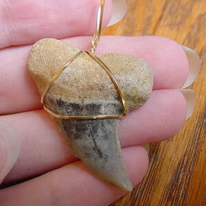 1-1/4 inch Rare Bakersfield California Fossil MAKO Shark Tooth Teeth pendant necklace JEWELRY gold wired SB600-T
